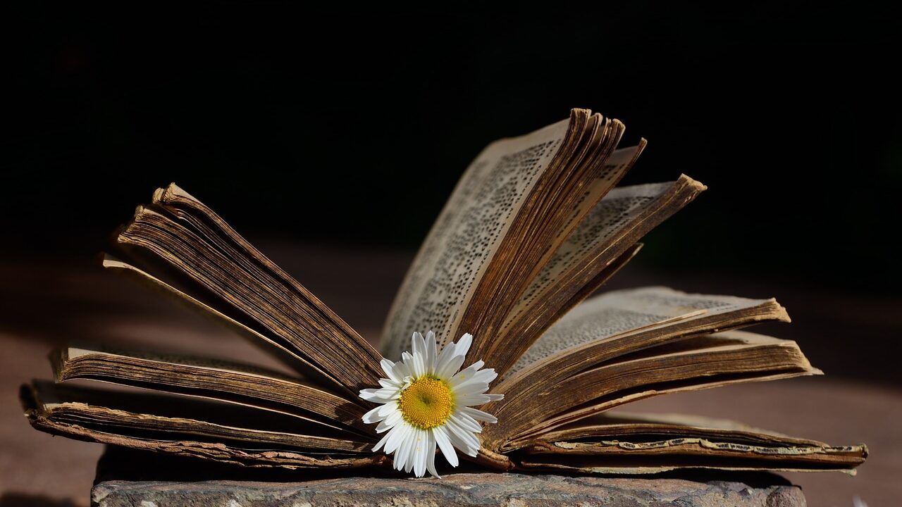 old book, book, daisy