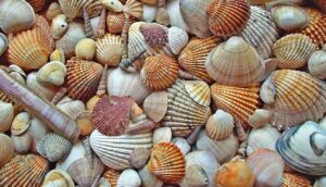 seashell, crustaceans, shell