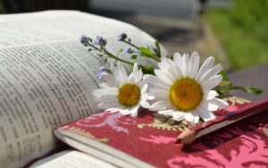 daisies, a book, read