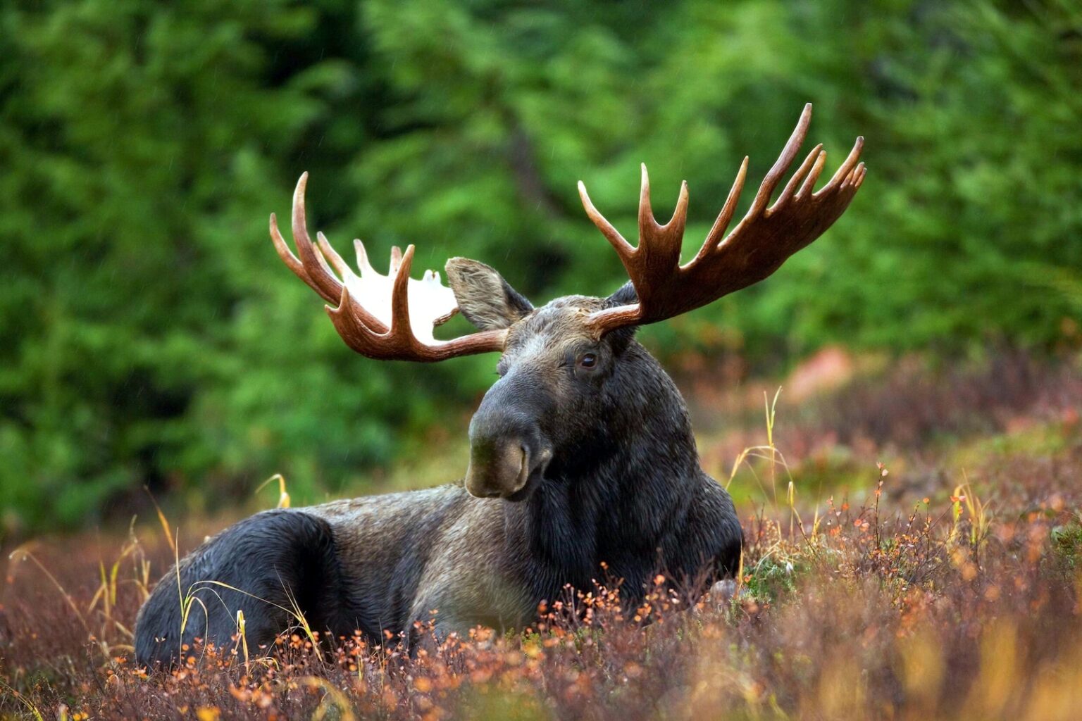 What's The Plural Of Moose—Moose, Meese, Or Mooses? » Ranking Articles