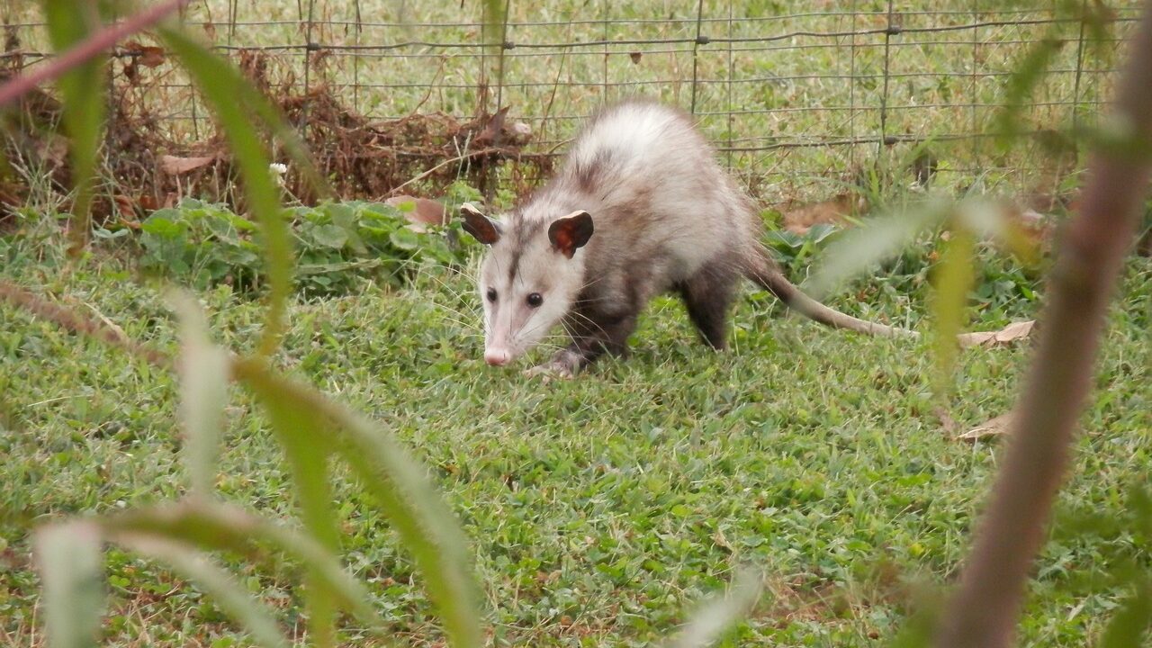 possum, opossum, marsupial