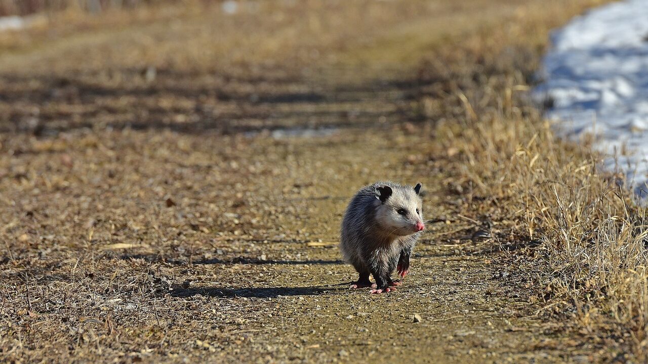 opossum, possum, animal