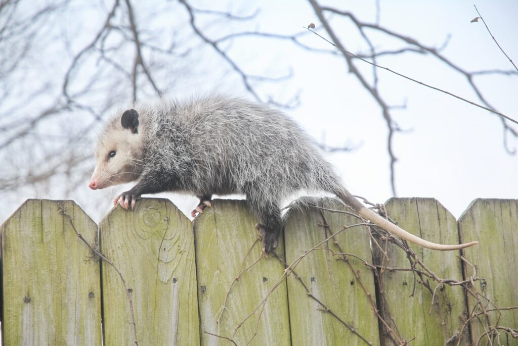 Opossum vs. Possum