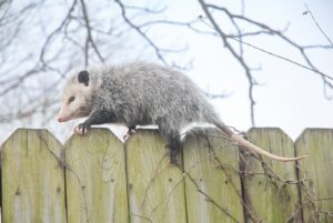 Opossum vs Possum