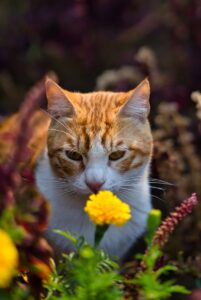an orange and white cat with a flower in its mouth