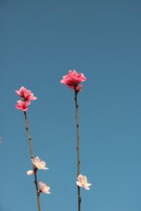 pink and white flowers on brown stem