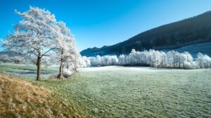 field, trees, frost